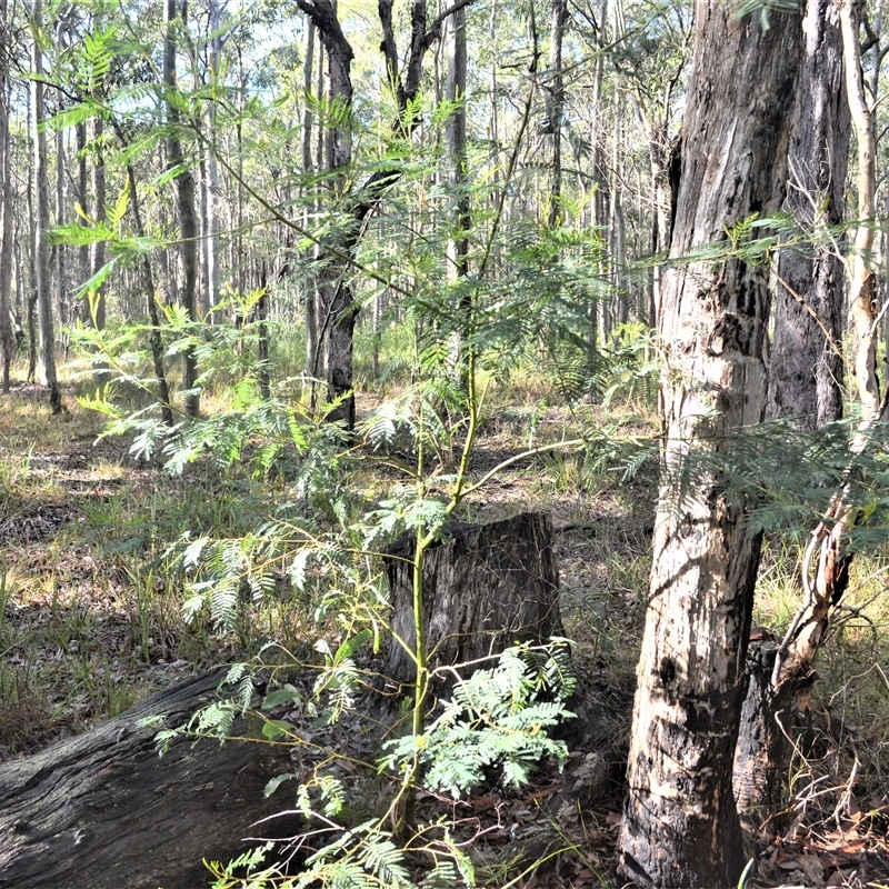 Acacia irrorata