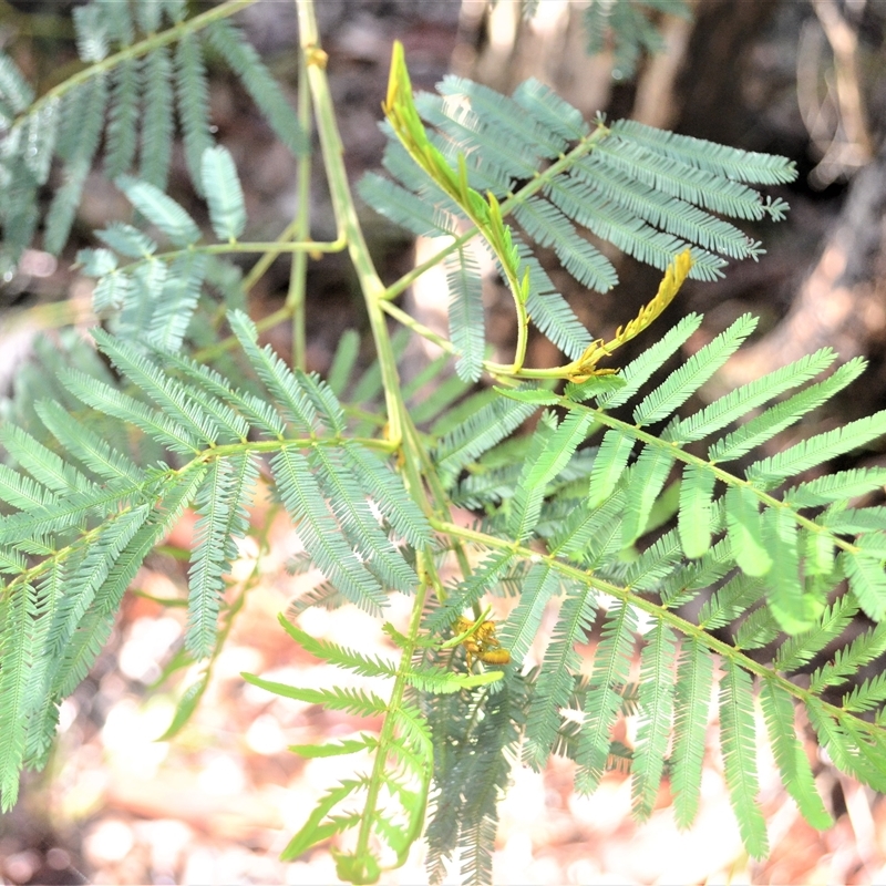 Acacia irrorata