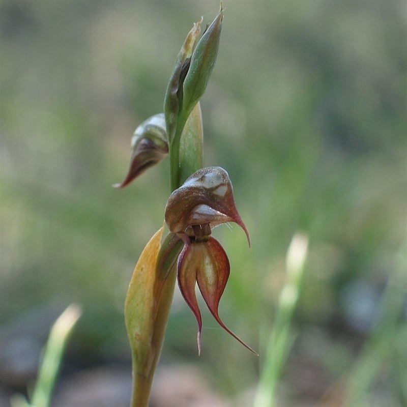 Oligochaetochilus calceolus