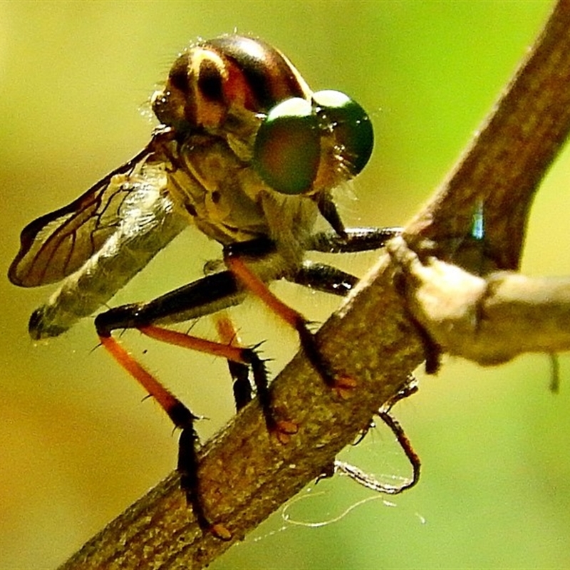 Ommatius sp.