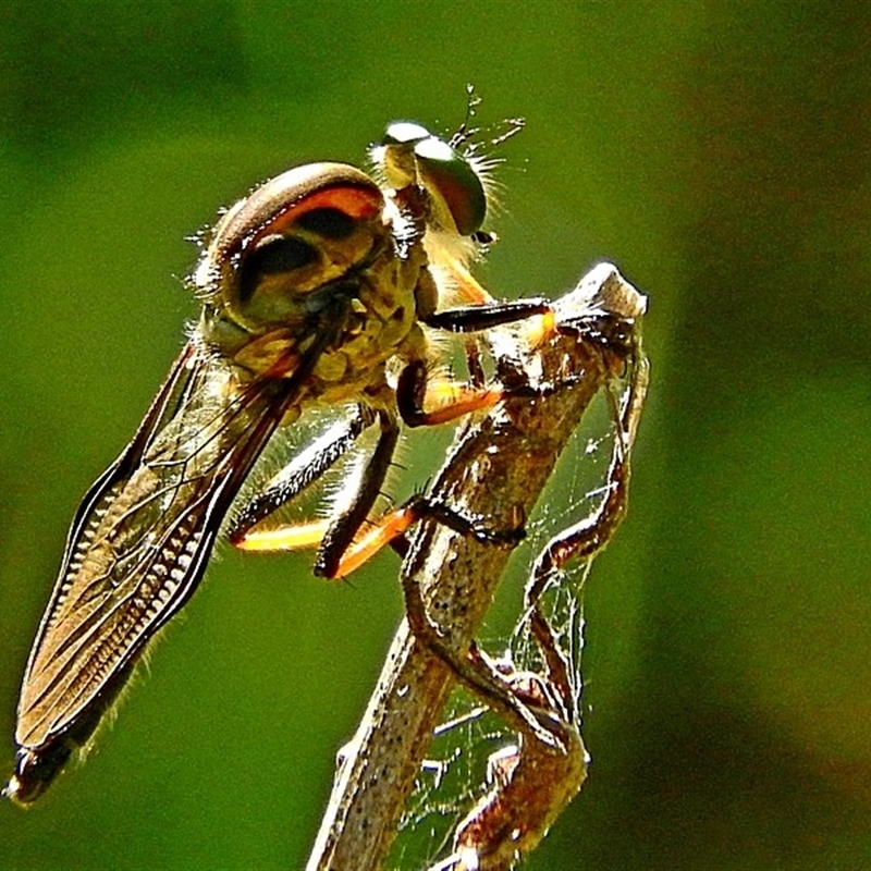 Ommatius sp.