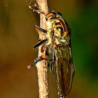 Ommatius sp.