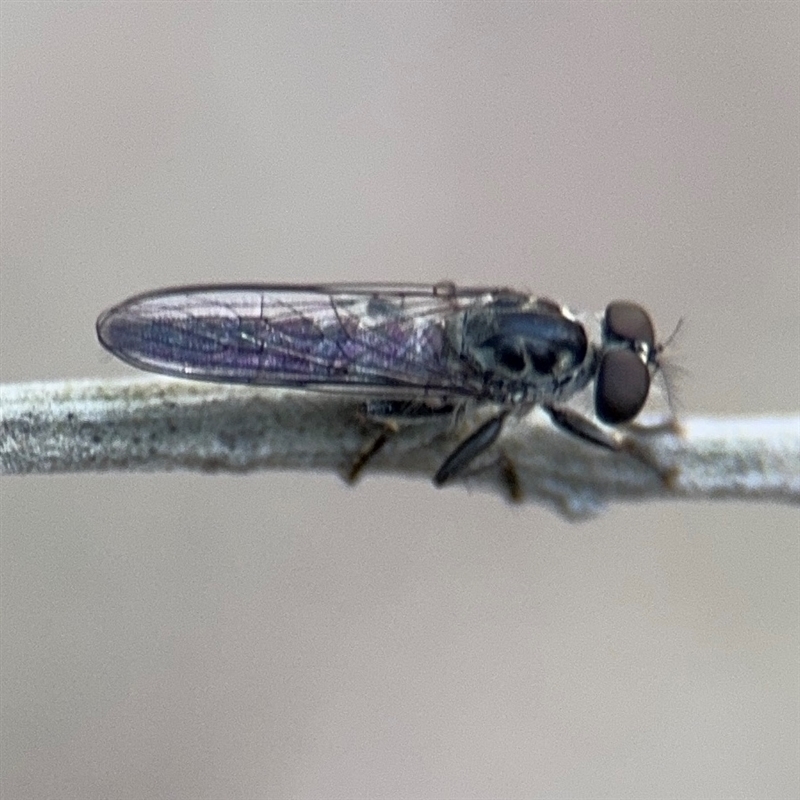 Ommatius sp. (genus)