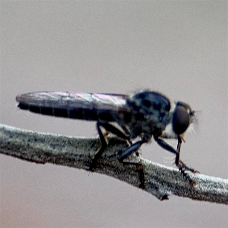 Ommatius sp. (genus)