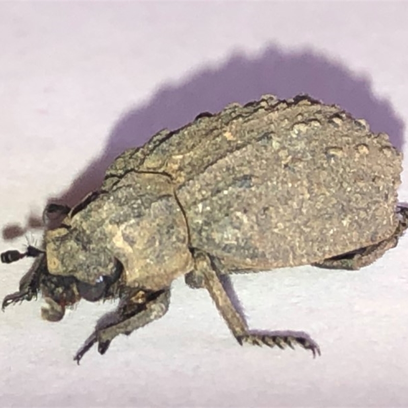 Omorgus australasiae