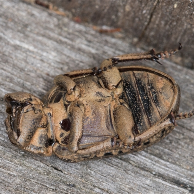 Omorgus (genus)