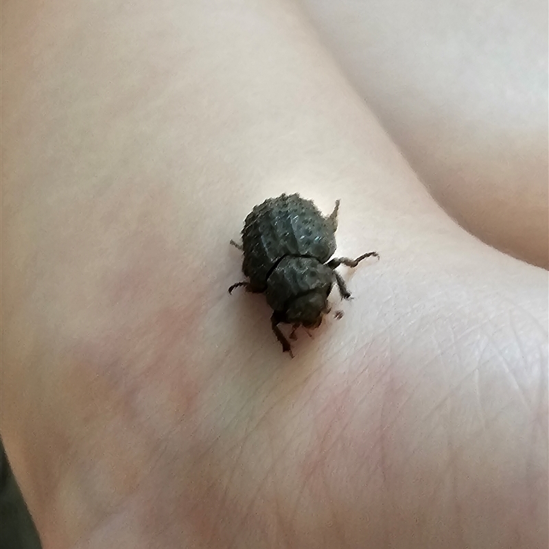 Omorgus (genus)