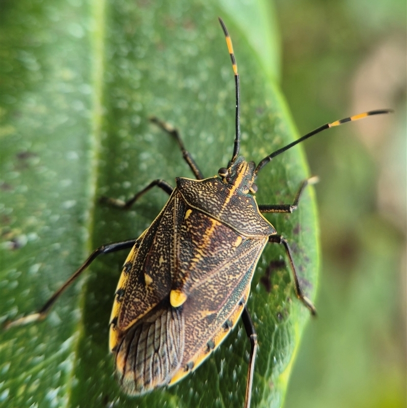 Omyta centrolineata