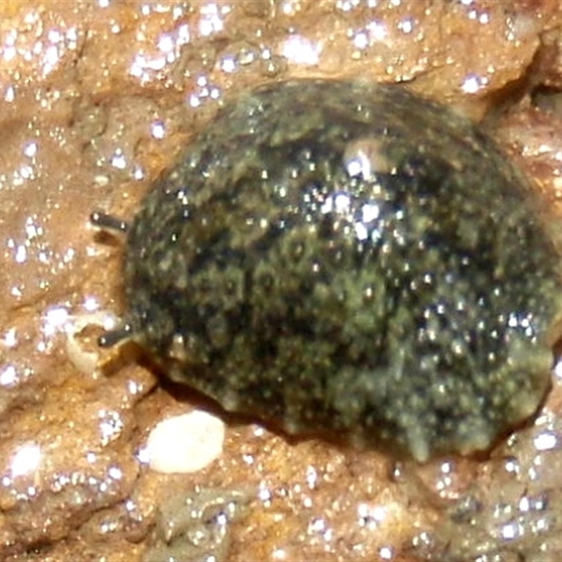 Onchidella patelloides