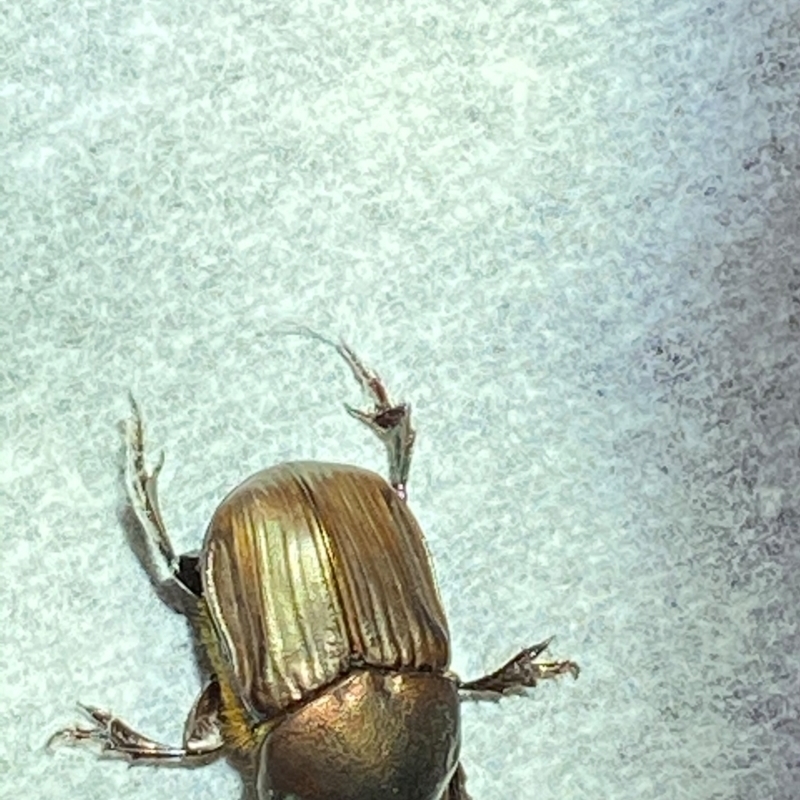 Onitis sp. (genus)