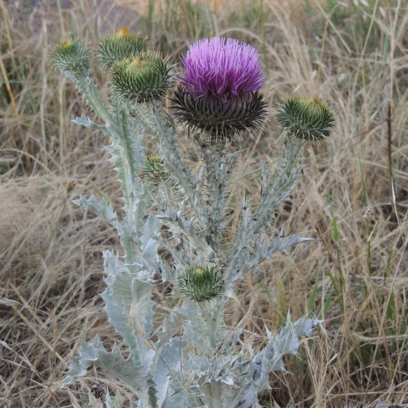 Onopordum acanthium