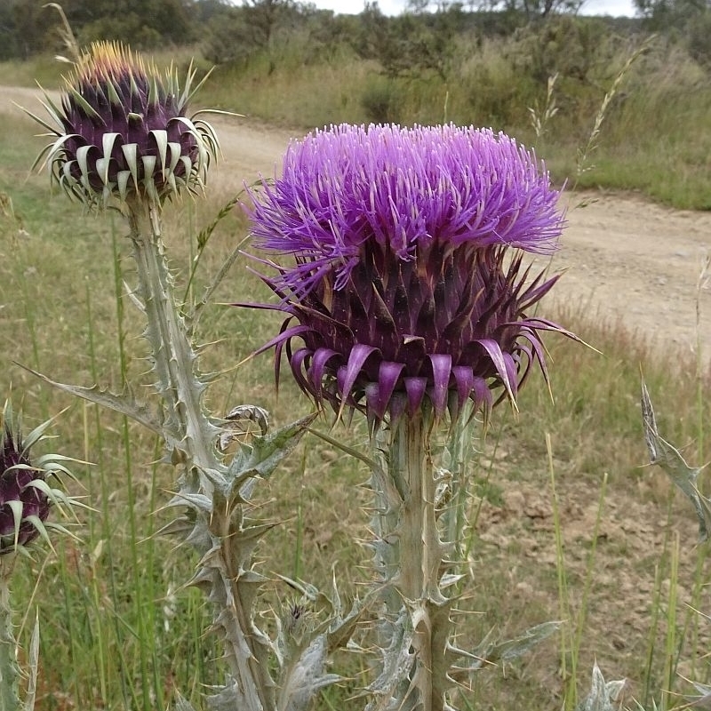 Onopordum illyricum