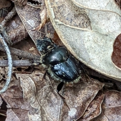 Onthophagus auritus