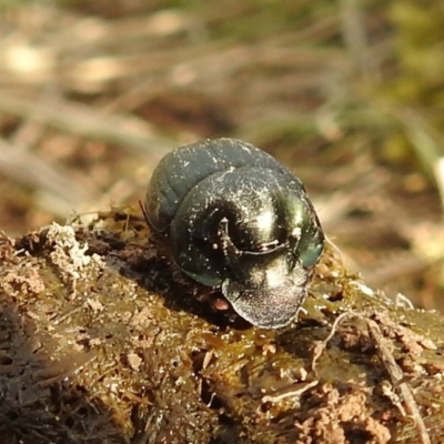 Onthophagus australis