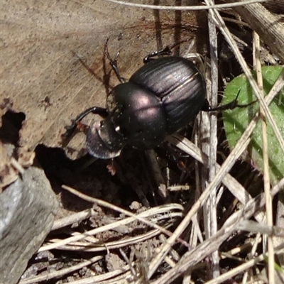 Onthophagus australis