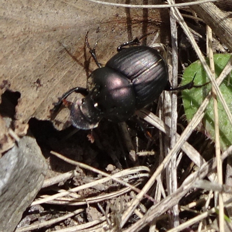 Onthophagus australis