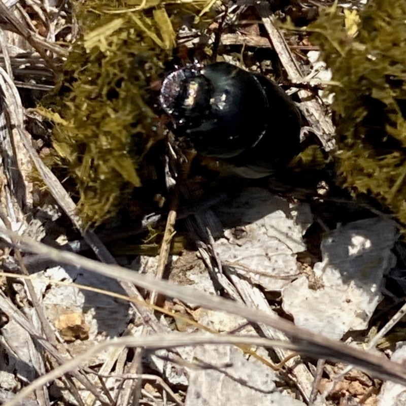 Onthophagus australis