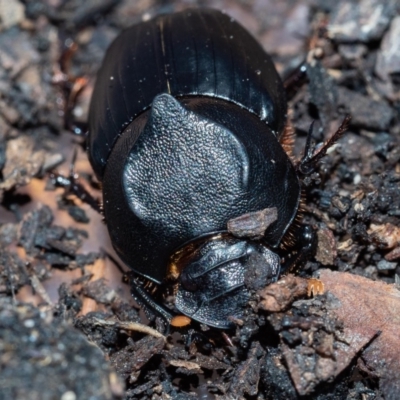 Onthophagus declivis