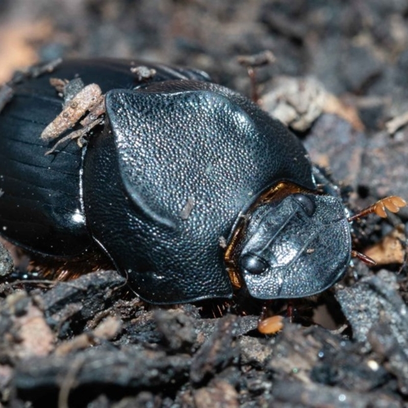 Onthophagus declivis