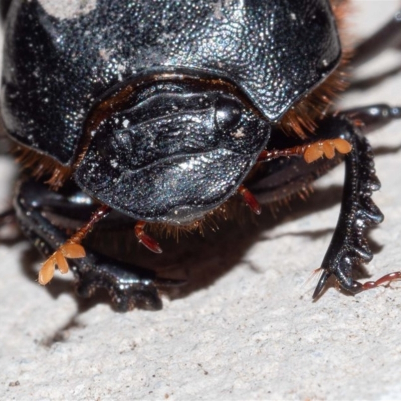 Onthophagus declivis