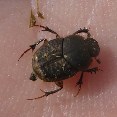 Onthophagus granulatus