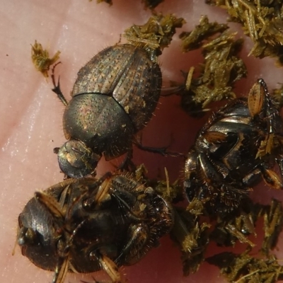 Onthophagus granulatus