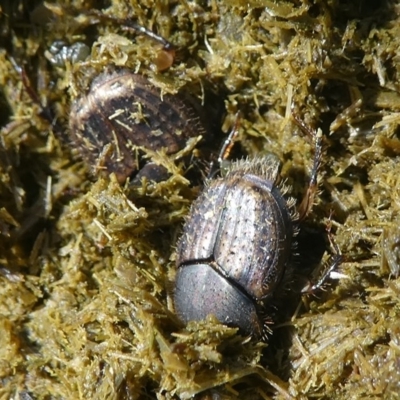 Onthophagus granulatus