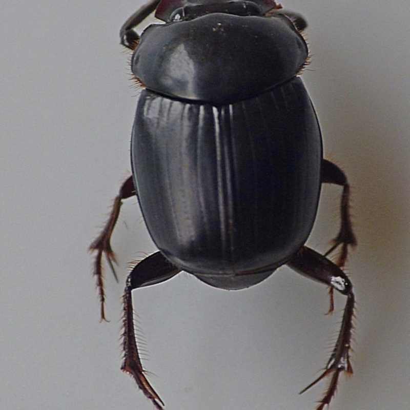 Onthophagus leanus