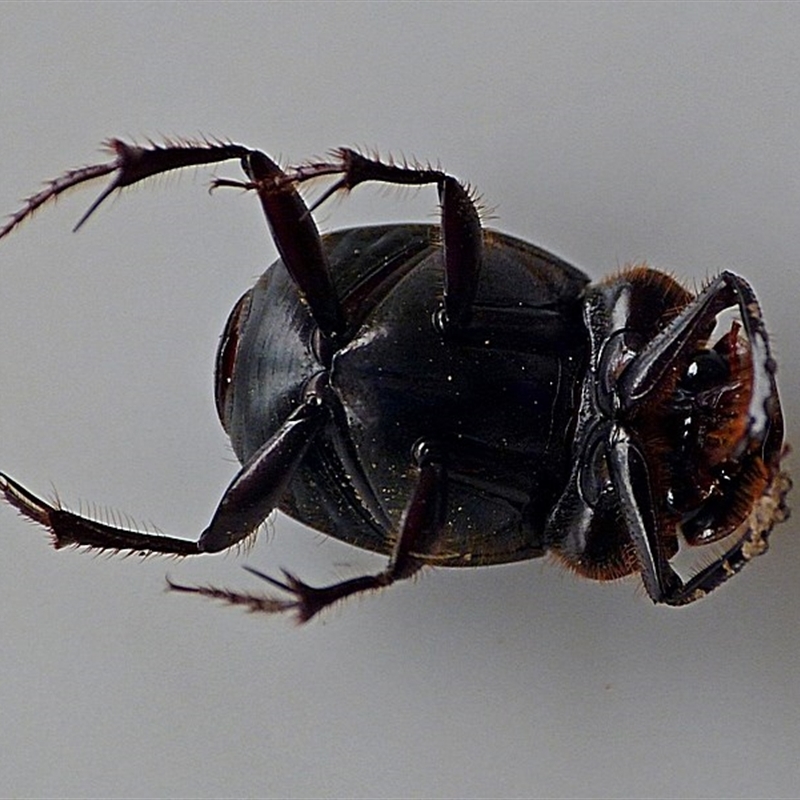 Onthophagus leanus