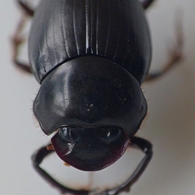 Onthophagus leanus