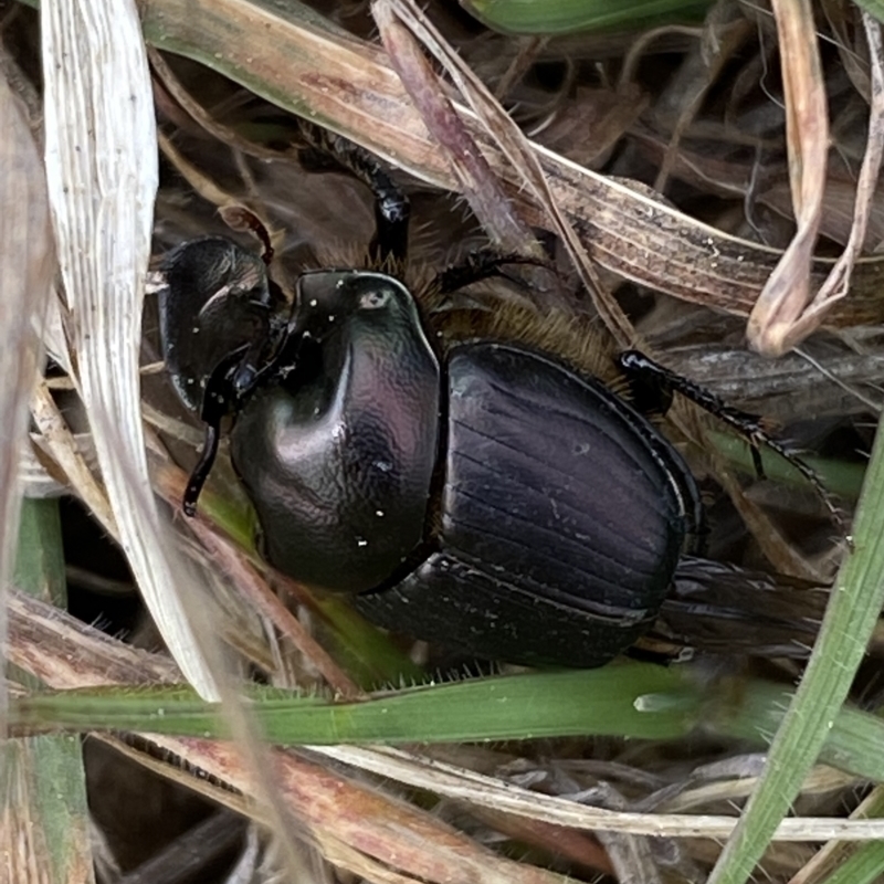 Onthophagus sp. (genus)
