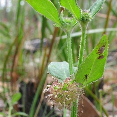 Opercularia aspera