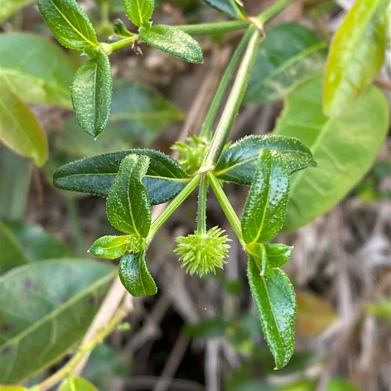 Opercularia aspera