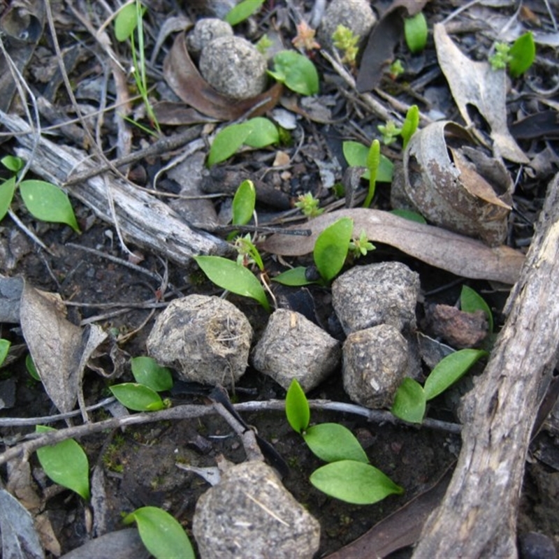 Ophioglossum lusitanicum