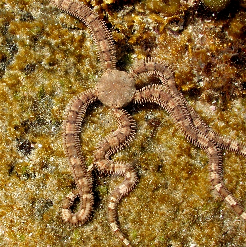 Ophionereis schayeri