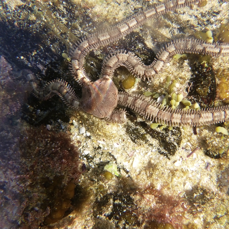 Ophionereis schayeri