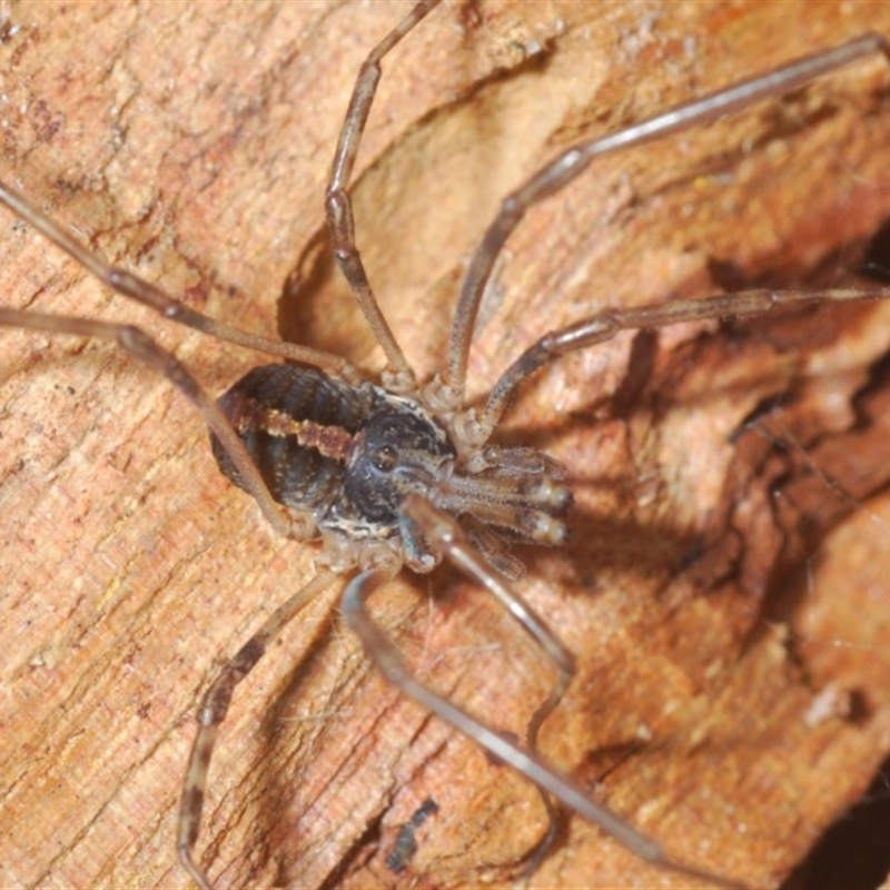 Opiliones (order)