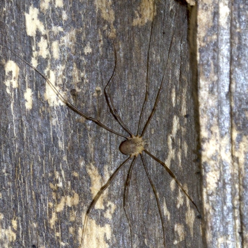 Opiliones (order)