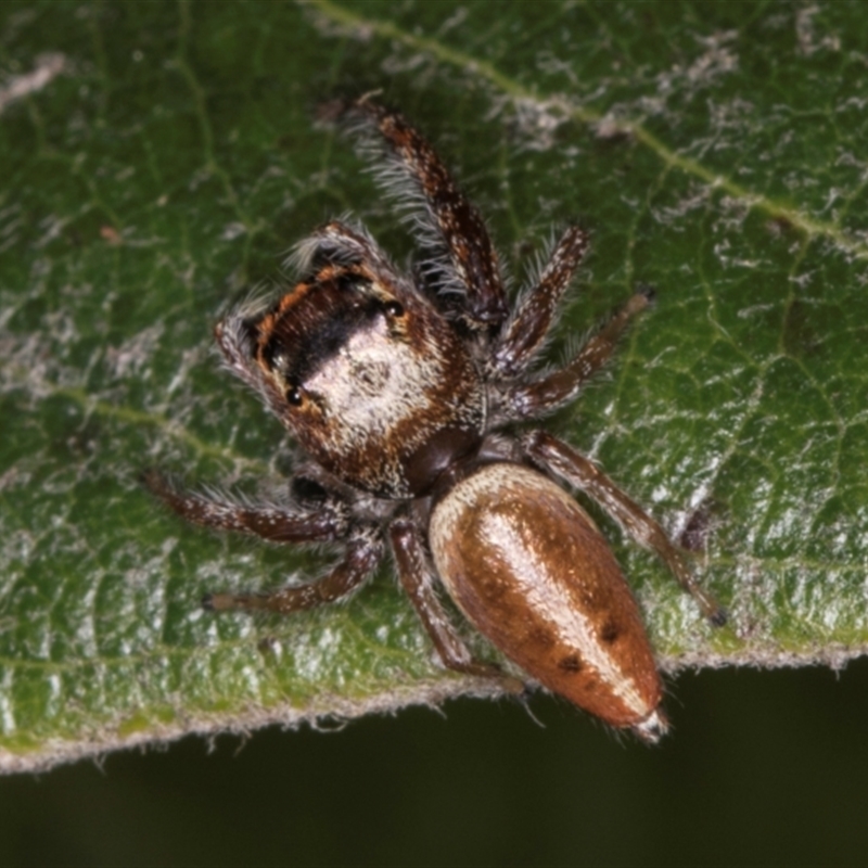 Opisthoncus grassator