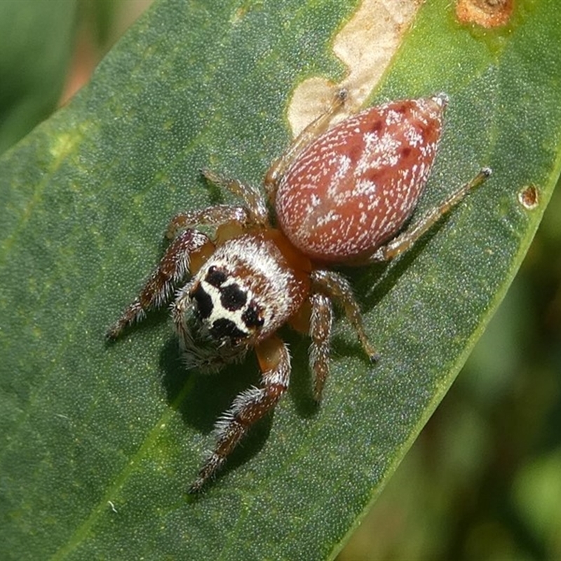 Opisthoncus nigrofemoratus