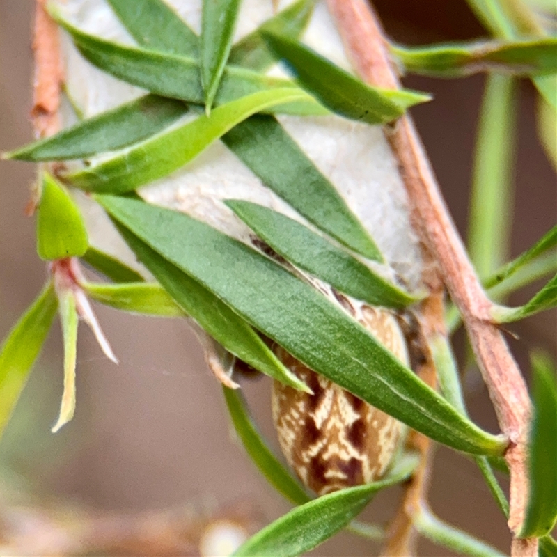 Opisthoncus serratofasciatus