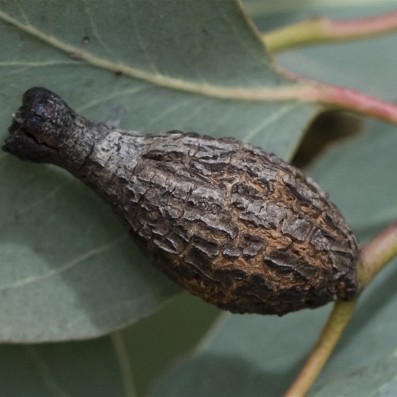 Apiomorpha urnalis