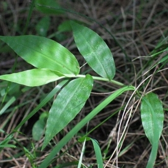 Jackie Miles, O. aemulus, broader leaf
