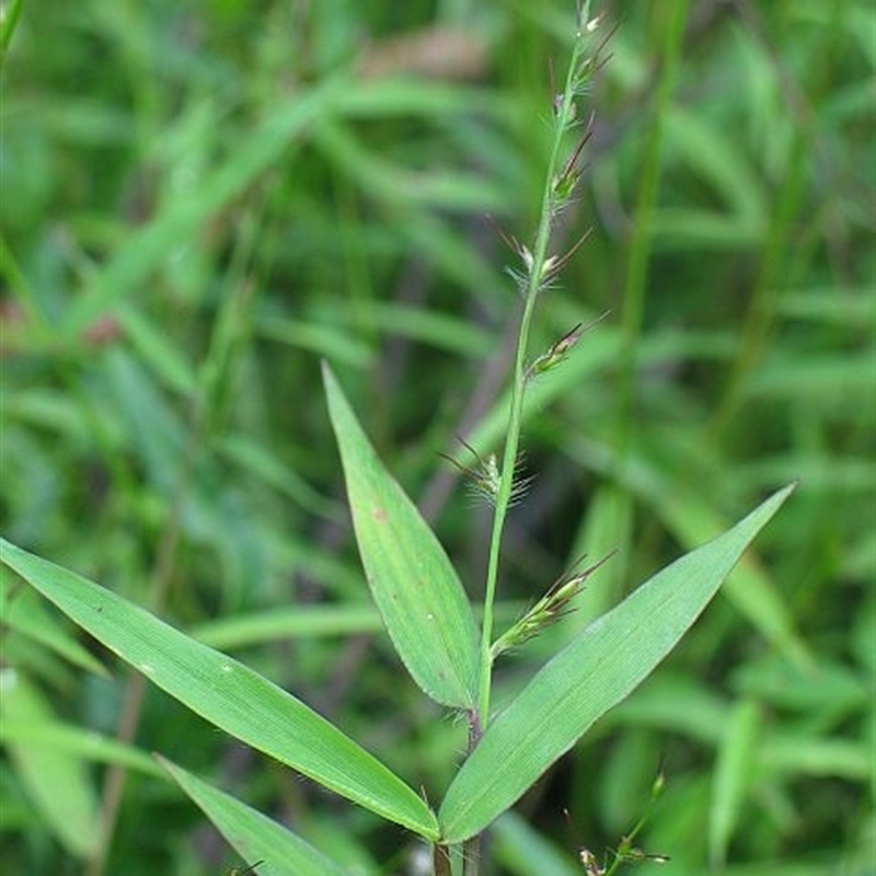 Oplismenus hirtellus