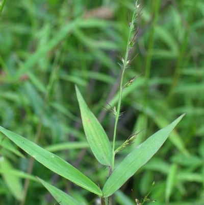 Jackie Miles, O. imbecilis