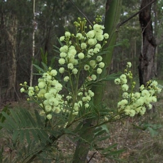 Acacia irrorata subsp. irrorata