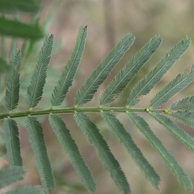 Acacia irrorata subsp. irrorata