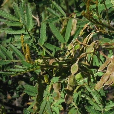 Acacia irrorata subsp. irrorata