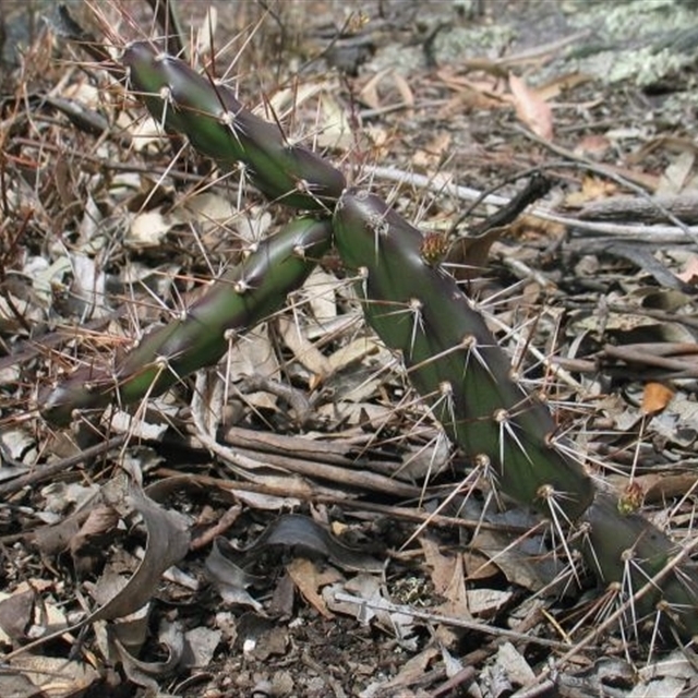 Opuntia aurantiaca (Tiger Pear) - NatureMapr Australia