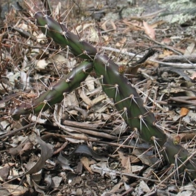 Opuntia aurantiaca